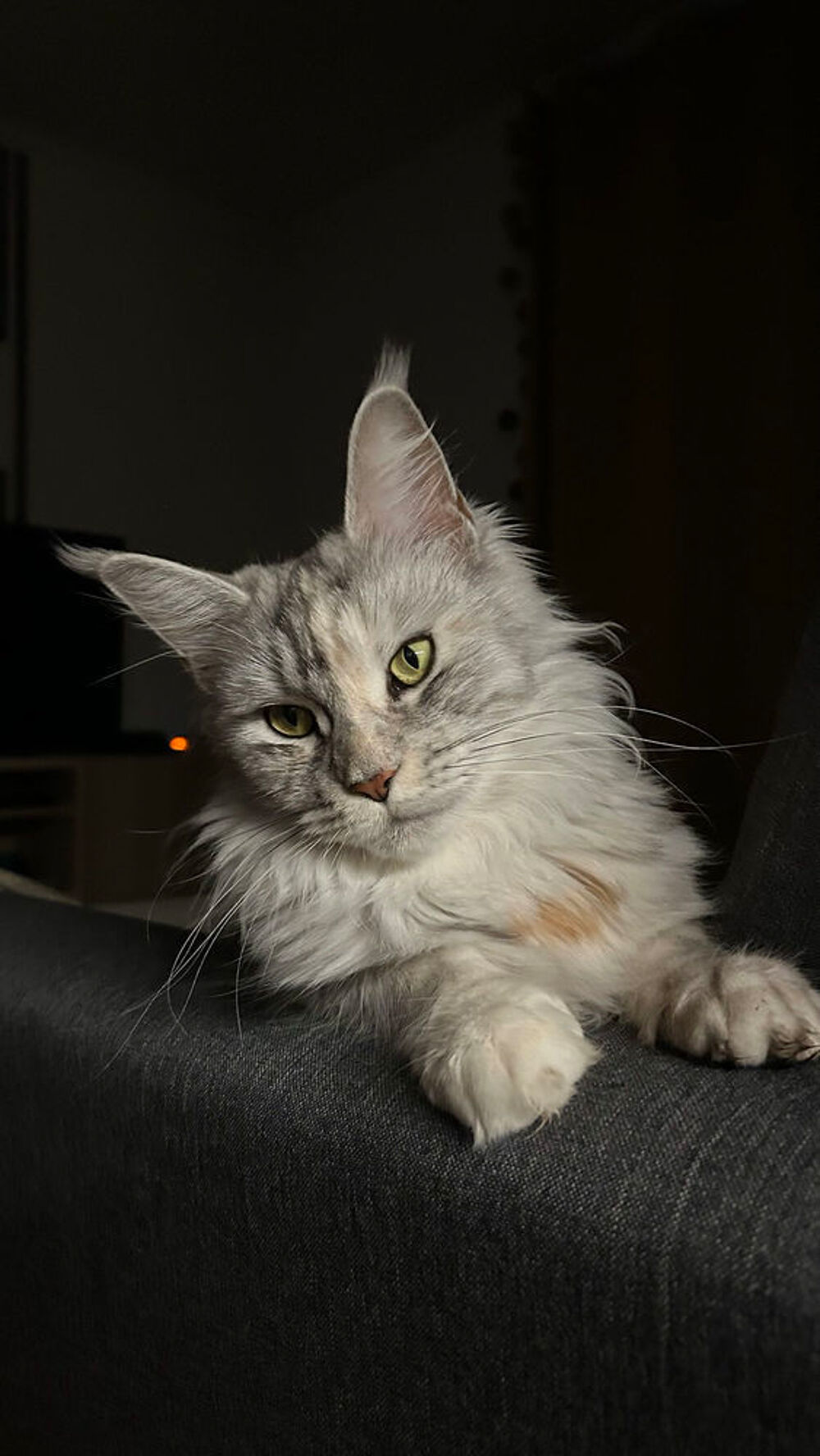   Chatons croisé Maine coon 
