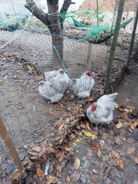 poule et coq orpington couleur lavande 15 91310 Linas