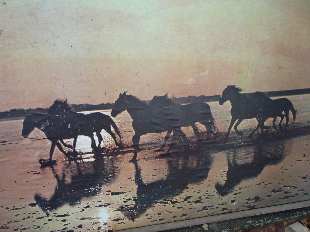 Poster chevaux Camargue Décoration