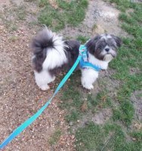   Shih tzu 8mois 
