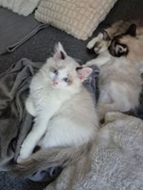  Chatons Ragdoll 