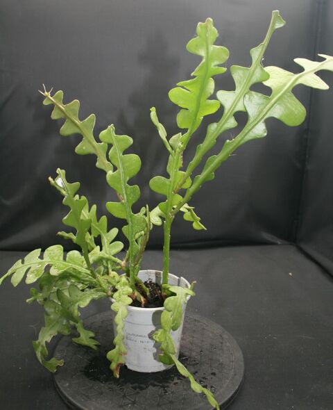 EPIPHYLLUM ANGILER 20 Dreux (28)