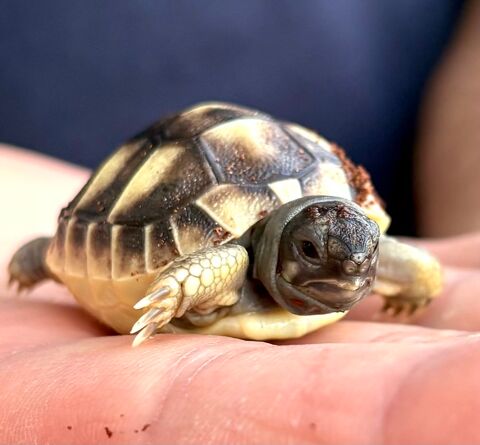  B&eacute;b&eacute; tortue de terre 100 77000 Melun