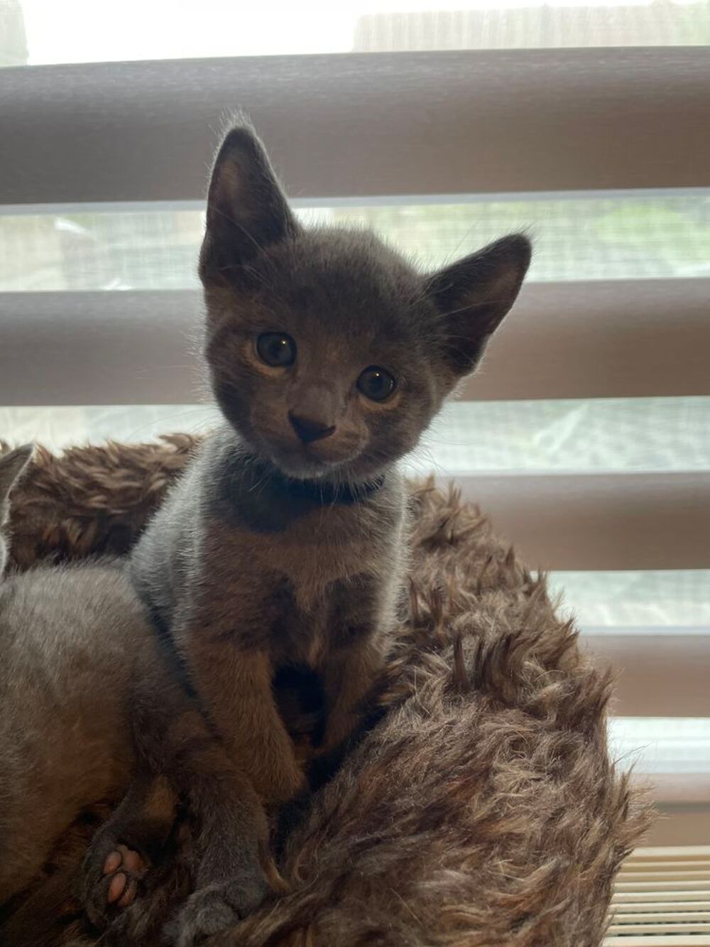   Chatons bleu russe 