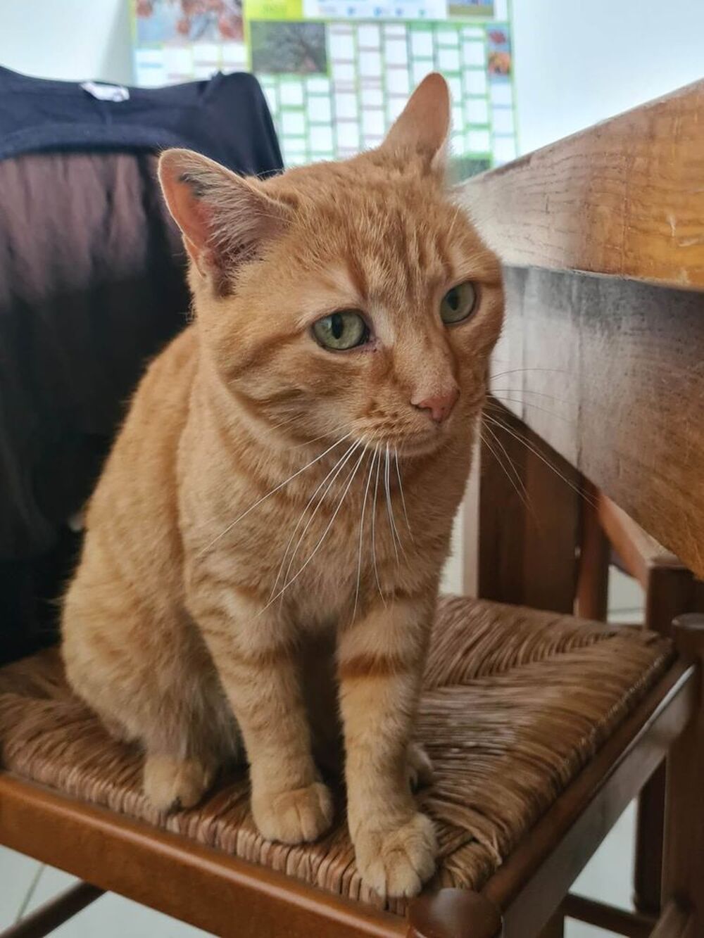   RHAPSODIE femelle rousse 6 ans 