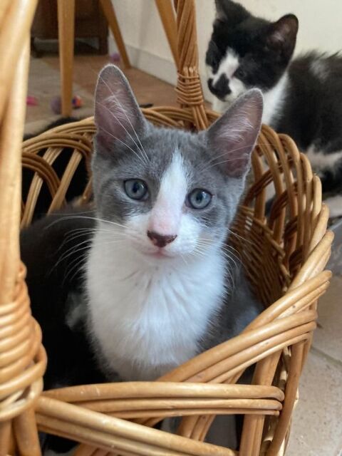 Henry un adorable chaton au beau pelage blanc & gris 180 94200 Ivry-sur-seine