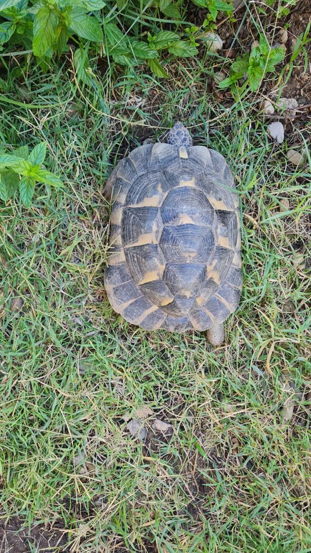   Tortue greque 