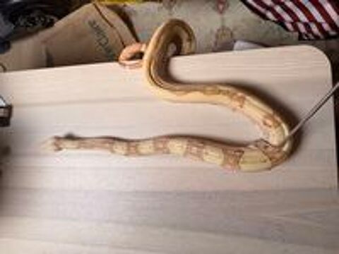   Boa imperator VPI sunglow jungle femelle
NC 2021  
