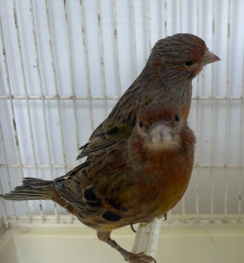 Couple canaris 
25 56140 Malestroit