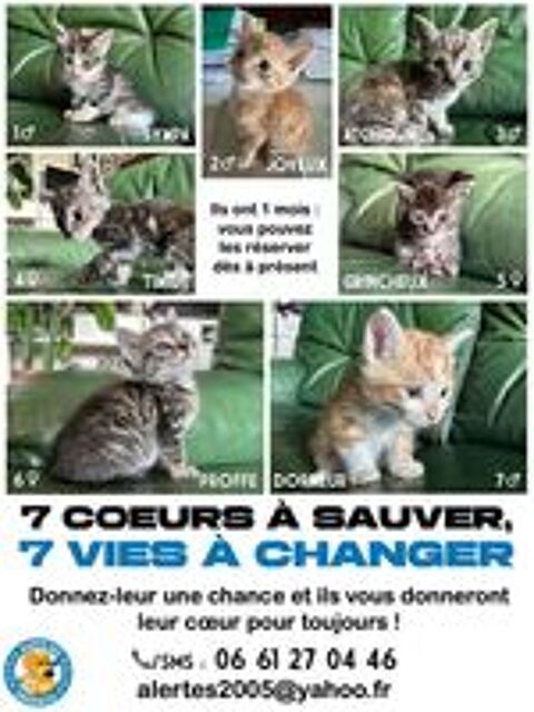   BESOIN DE VOTRE AIDE RECHERCHE PARRAINS MARRAINES FAMILLES D'ACCUEIL 