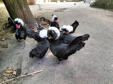 Poules naines d'ornement pure race hollandaise noire hupp&eacute; 30 69120 Vaulx-en-velin