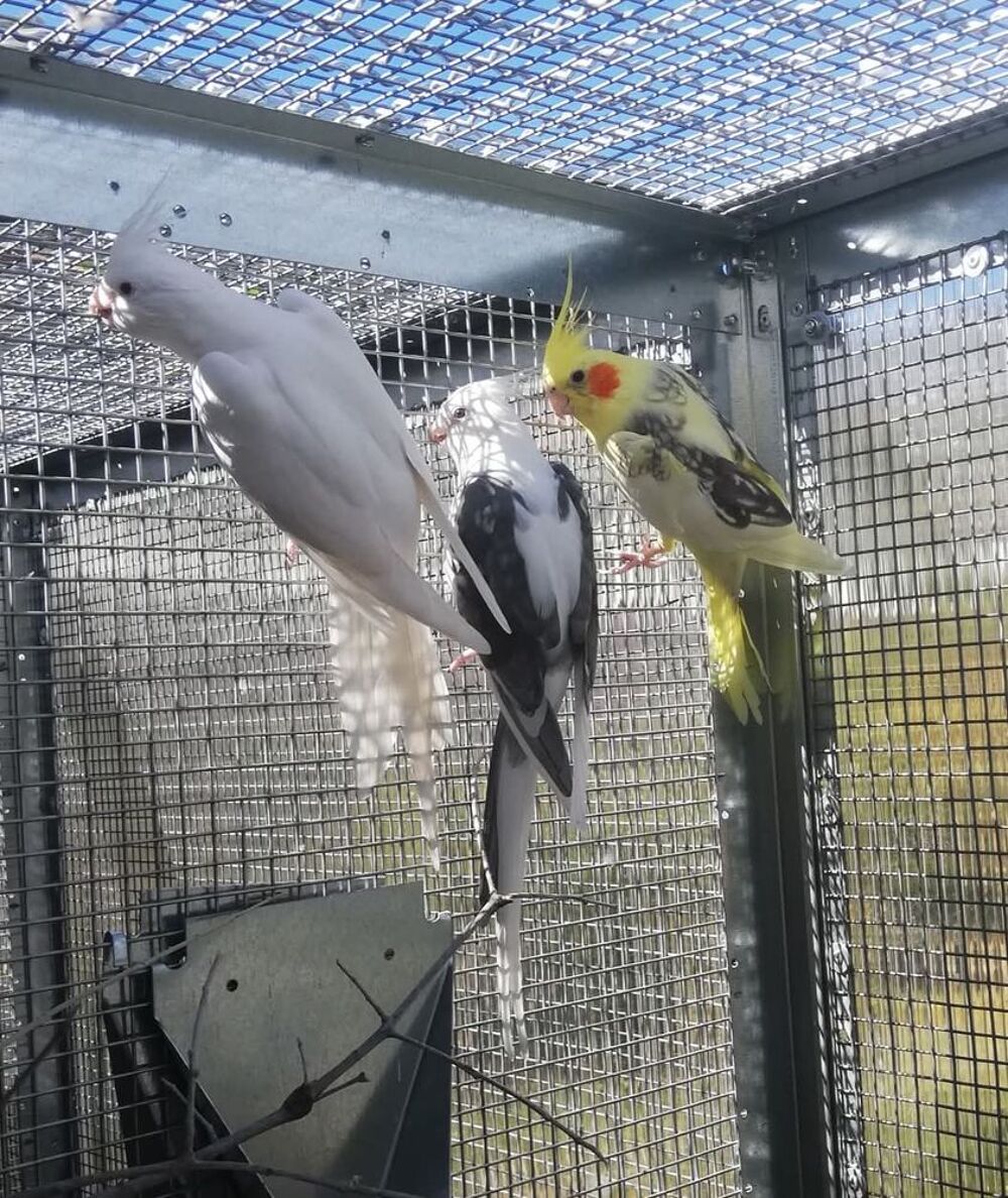   Calopsittes (Nimphicus hollandicus) 