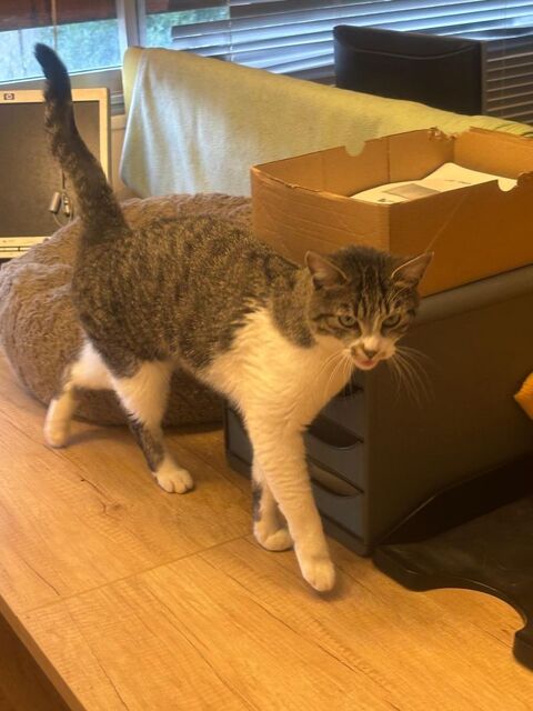 BLANCHE, affectueuse et joueuse 0 75018 Paris