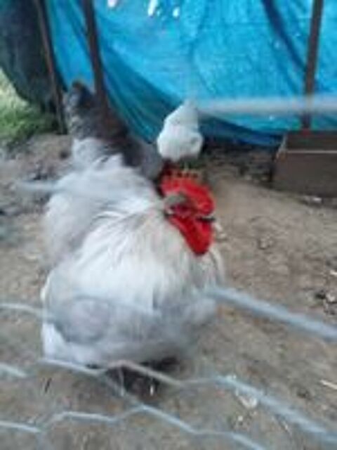   poule et coq orpington couleur lavande 