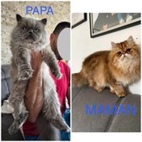  Chaton Persan Femelle 