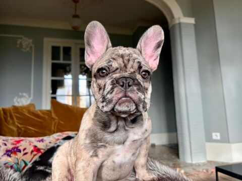 Alba recherche sa nouvelle famille 0 60350 Attichy