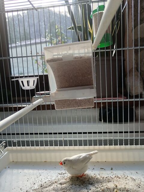 Mandarins diamants 0 31160 Arguenos