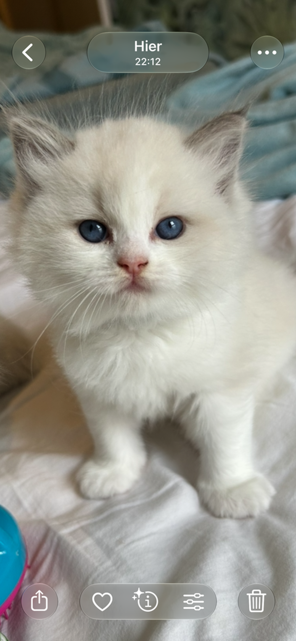   Magnifiques chatons Ragdoll 