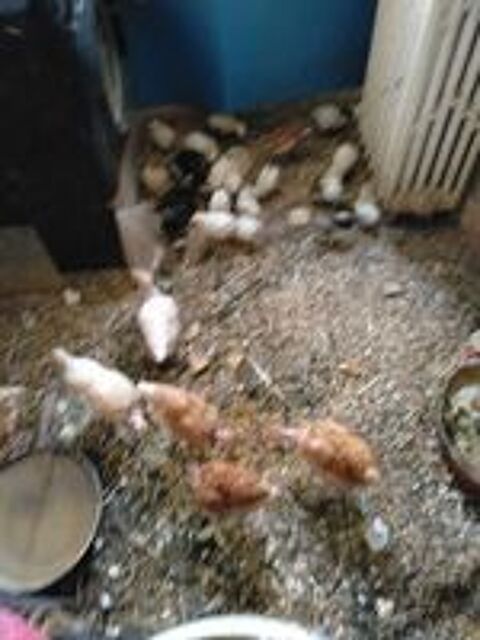   poulette vaccines 