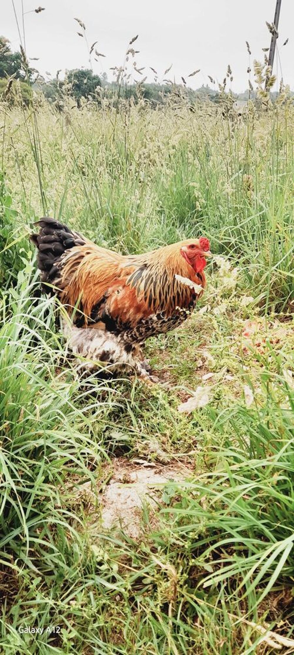 coqs Brahma Jardin