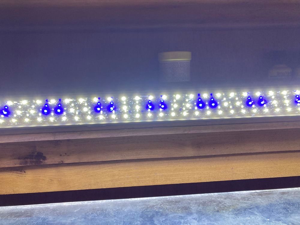 aquarium avec poisson 120 l Décoration