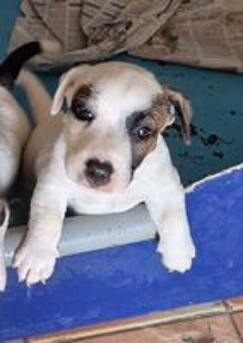   A réservé 3 chiots  mâles type jack russell  