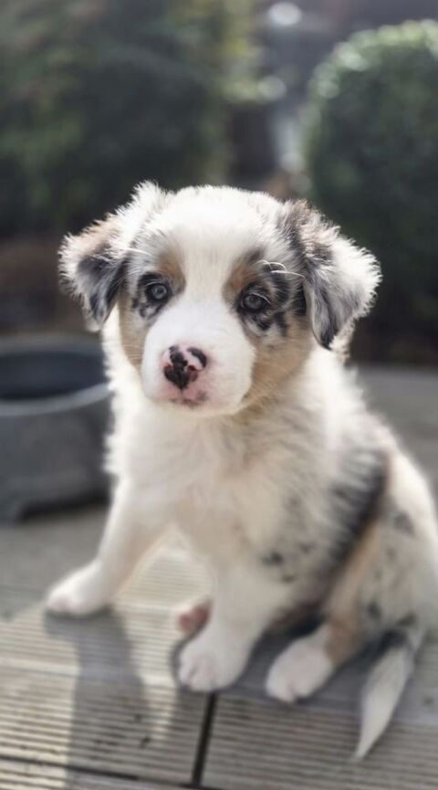 Chiot berger australien LOF 1300 49240 Avrill�