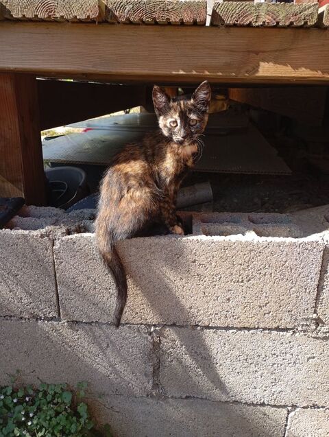 Chaton &agrave; adopter 155 14250 Chouain
