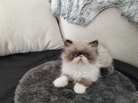 A RESERVER 3 m&acirc;les et 1 femelle  460 44550 Montoir-de-bretagne