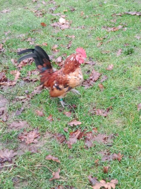 Coq Serama type Europ&eacute;en 15 56350 Rieux