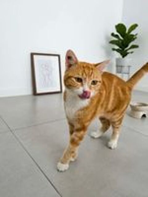   Paulo adorable chat un an a adopter 
