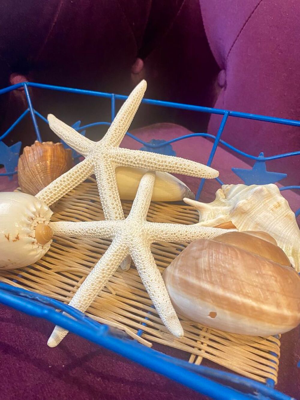 Corbeille avec coquillages &agrave; l'int&eacute;rieur Décoration