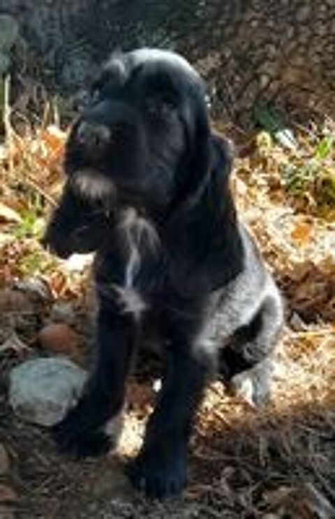   Chiots Cocker Anglais  
