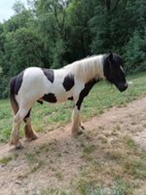   Pepper Wind Euskadi poulain Irish cob pie noir  