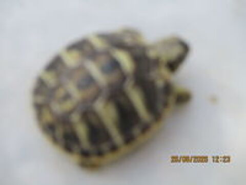   tortues de terre (juvéniles) 