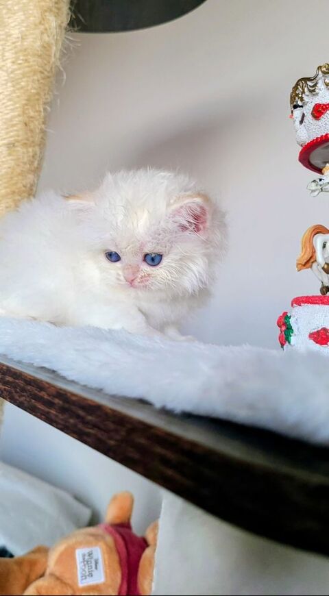 Magnifique chatonne British Longhair  – Cherry Rose 1500 13014 Marseille