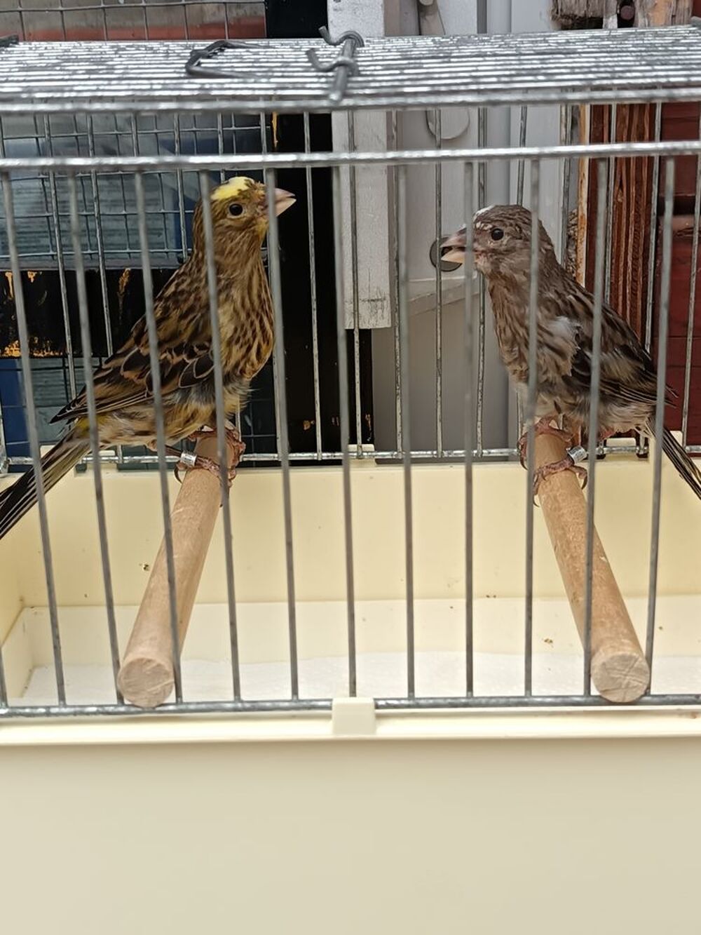   Couple de canaris lizar  