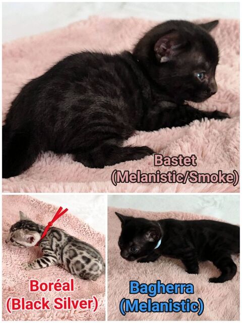 Bengals LOOF (Brown, Silver et Melanistic/Smoke) 1600 89310 Annay-sur-serein