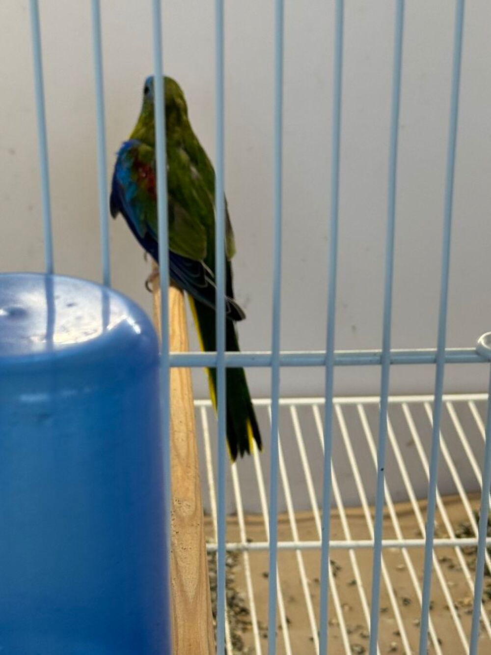   Couples de oiseaux reproducteurs 