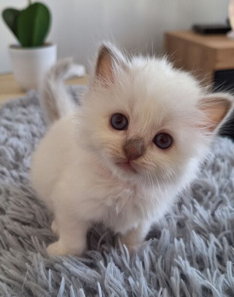 Sacr&eacute;s de birmanie ch&acirc;tons 600 56500 Locmin�