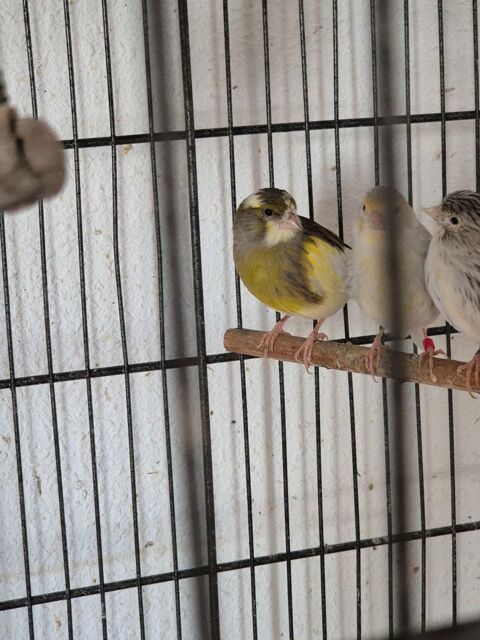 Femelles canari 2025 32 34570 Pignan