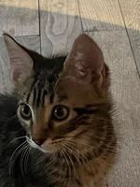   Chat PORTHOS à l adoption 