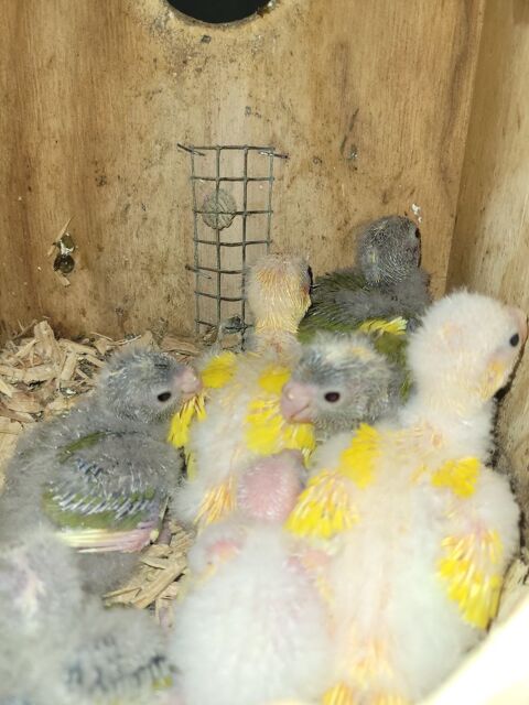 KAKARIKI 2026 40 30700 Saint-quentin-la-poterie