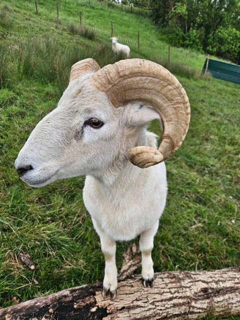 Belier et agneau m&acirc;le du Wiltshire horn 250 58290 Moulins-engilbert