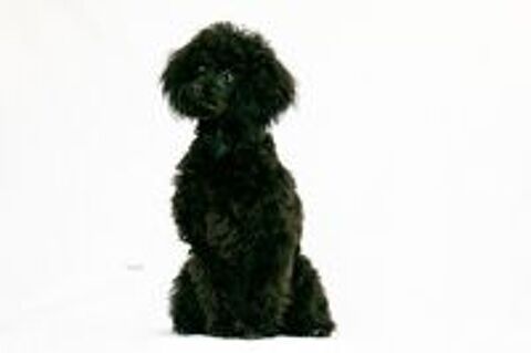   Bounty adorable petit caniche toy noir lof 
