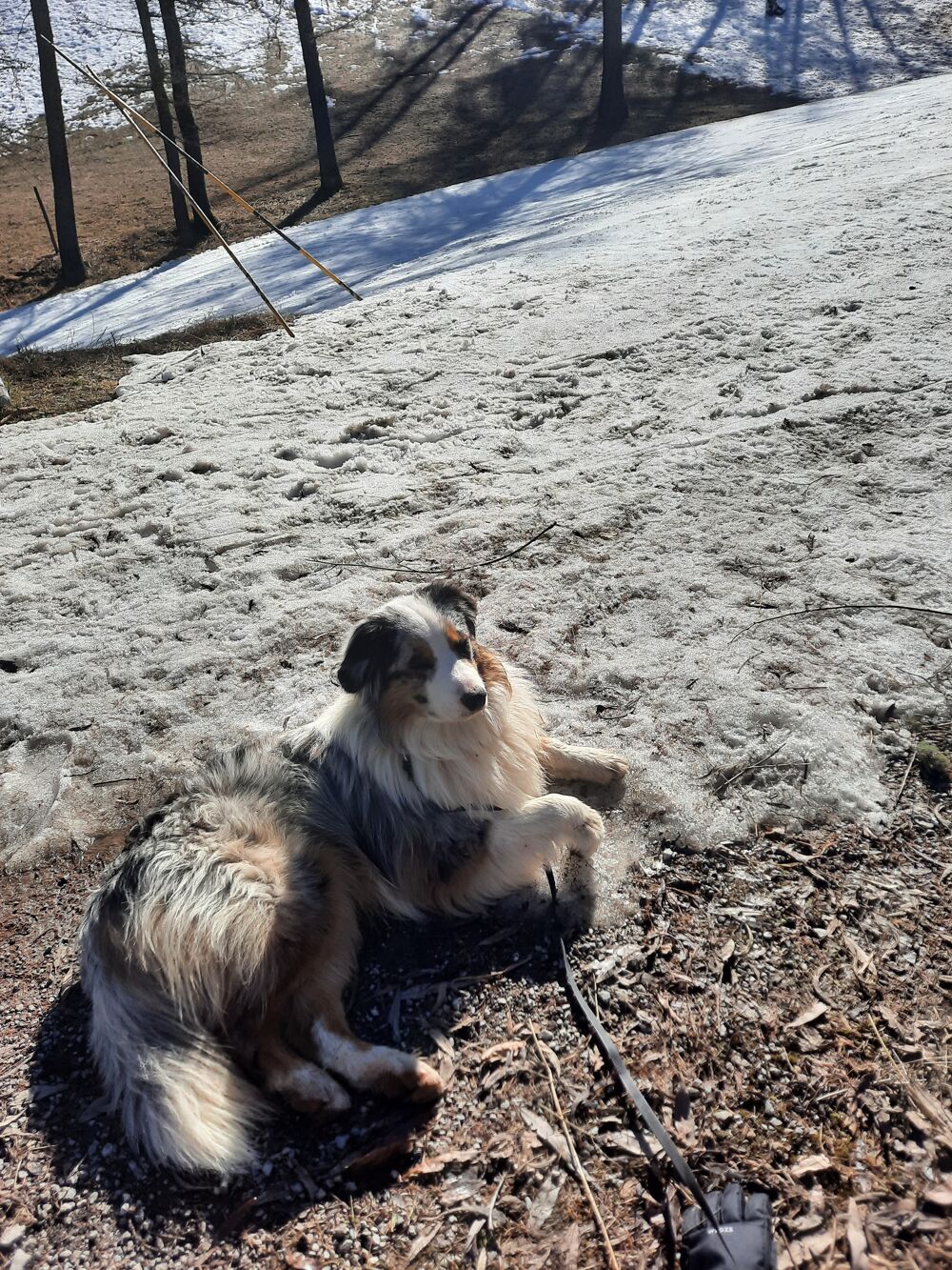   Saillie  berger australien LOF 