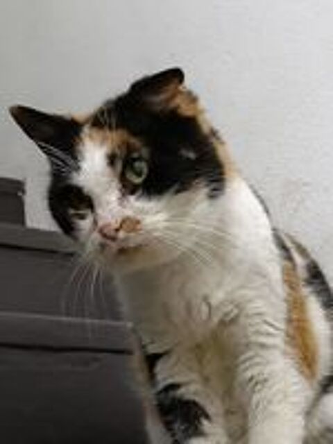   Tia 