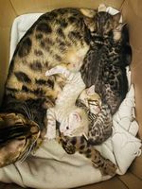   chatons bengals femelles reconnus au LOOF 