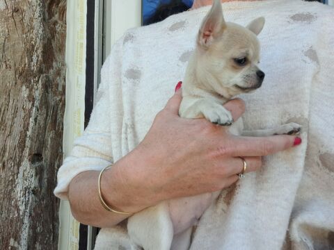 Magnifiques chihuahuas  500 40310 Gabarret