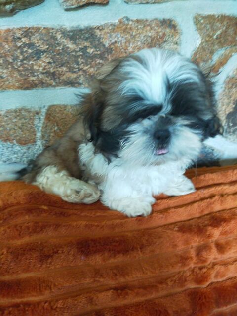 chiot shit-tzu 500 22200 Pommerit-le-vicomte